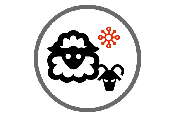 Schaf und Ziege Virus