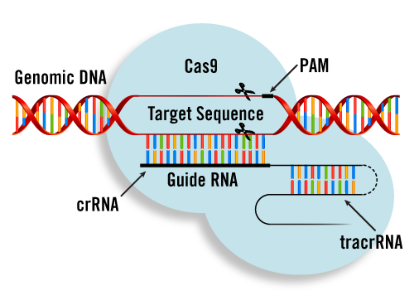 Cas9