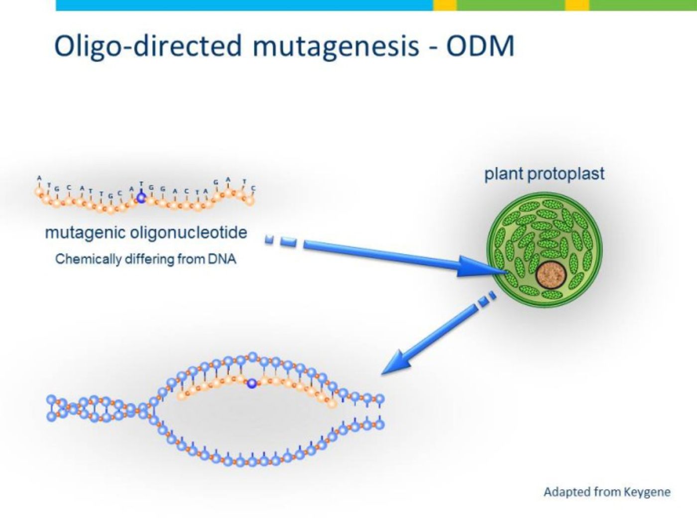 Oligo-directed mutagenesis - ODM