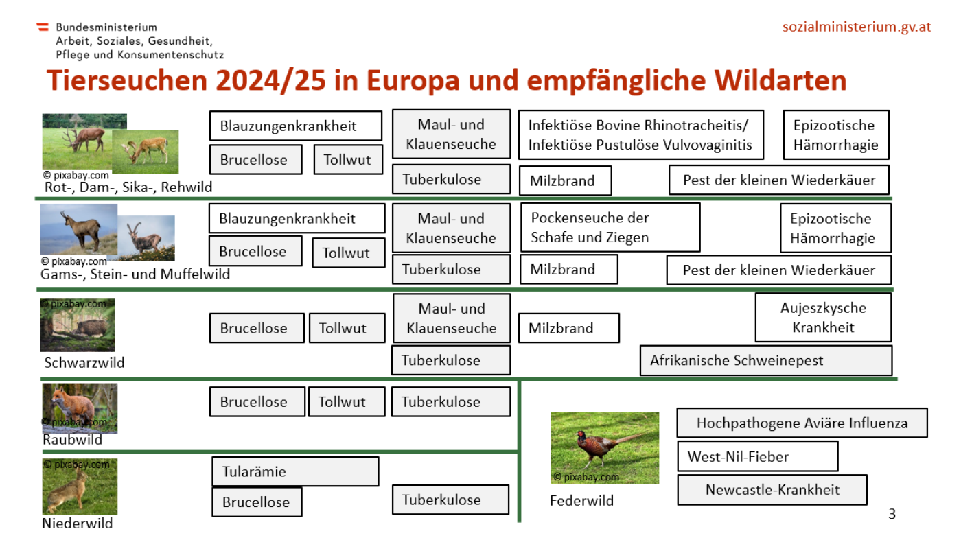 Tierseuchen Europa 2024 und 2025