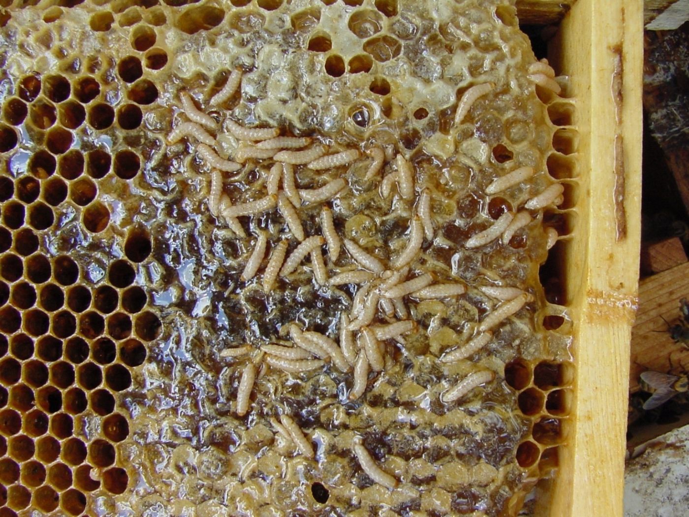 Bienenstockkäfer Larven in Wabe