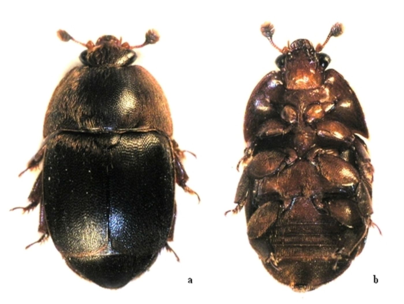 kleiner Bienenstockkäfer