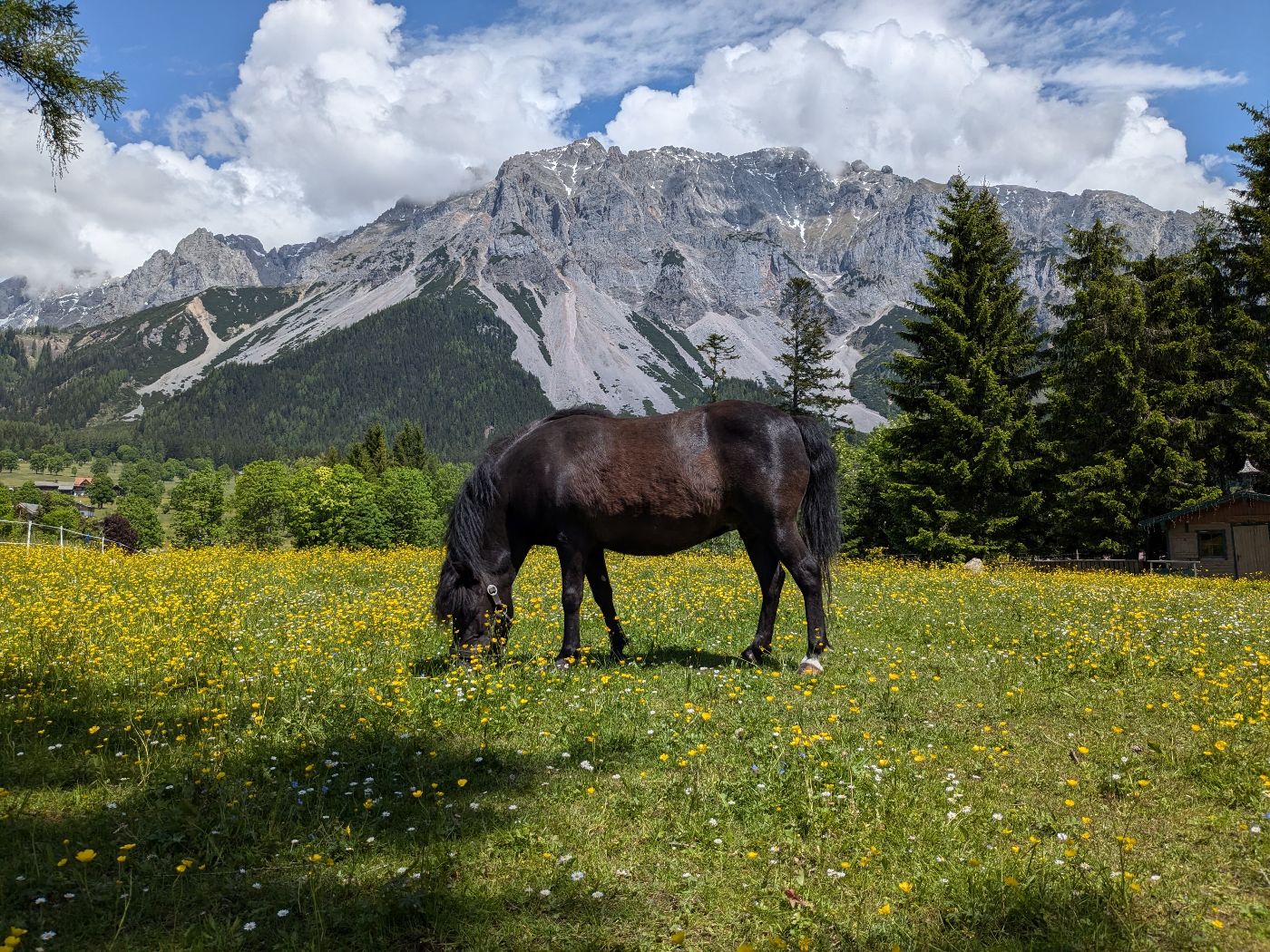 Pferd mit Landschaft