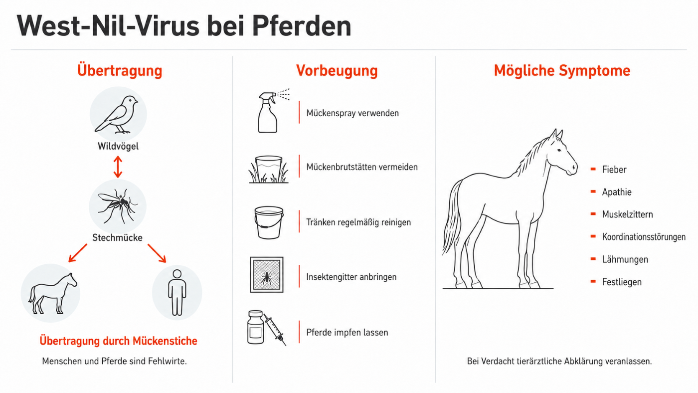 Infografik zum West-Nil-Virus bei Pferden: Stechmücken übertragen das Virus von Wildvögeln auf Pferde und Menschen, die als Fehlwirte gelten. Vorbeugend werden Mückenschutz, die Vermeidung von Brutstätten, die Reinigung von Tränken, Insektengitter und die Impfung von Pferden empfohlen. Mögliche Symptome sind Fieber, Apathie, Muskelzittern, Koordinationsstörungen, Lähmungen und Festliegen.