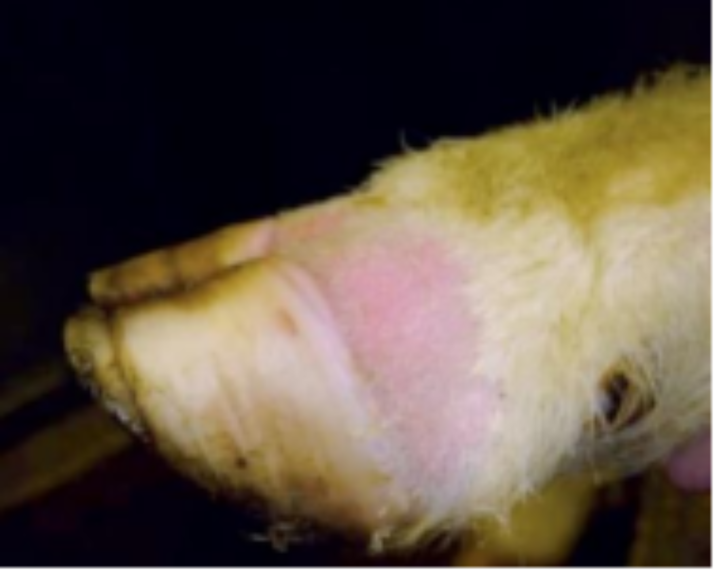 Blauzunge Symptome beim Schaf