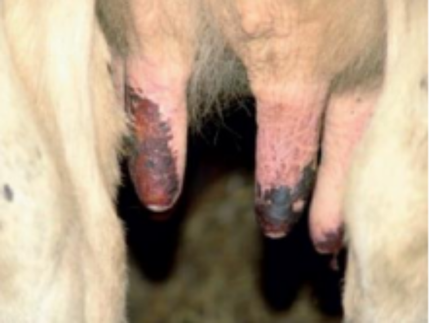 Blauzunge Symptome beim Rind