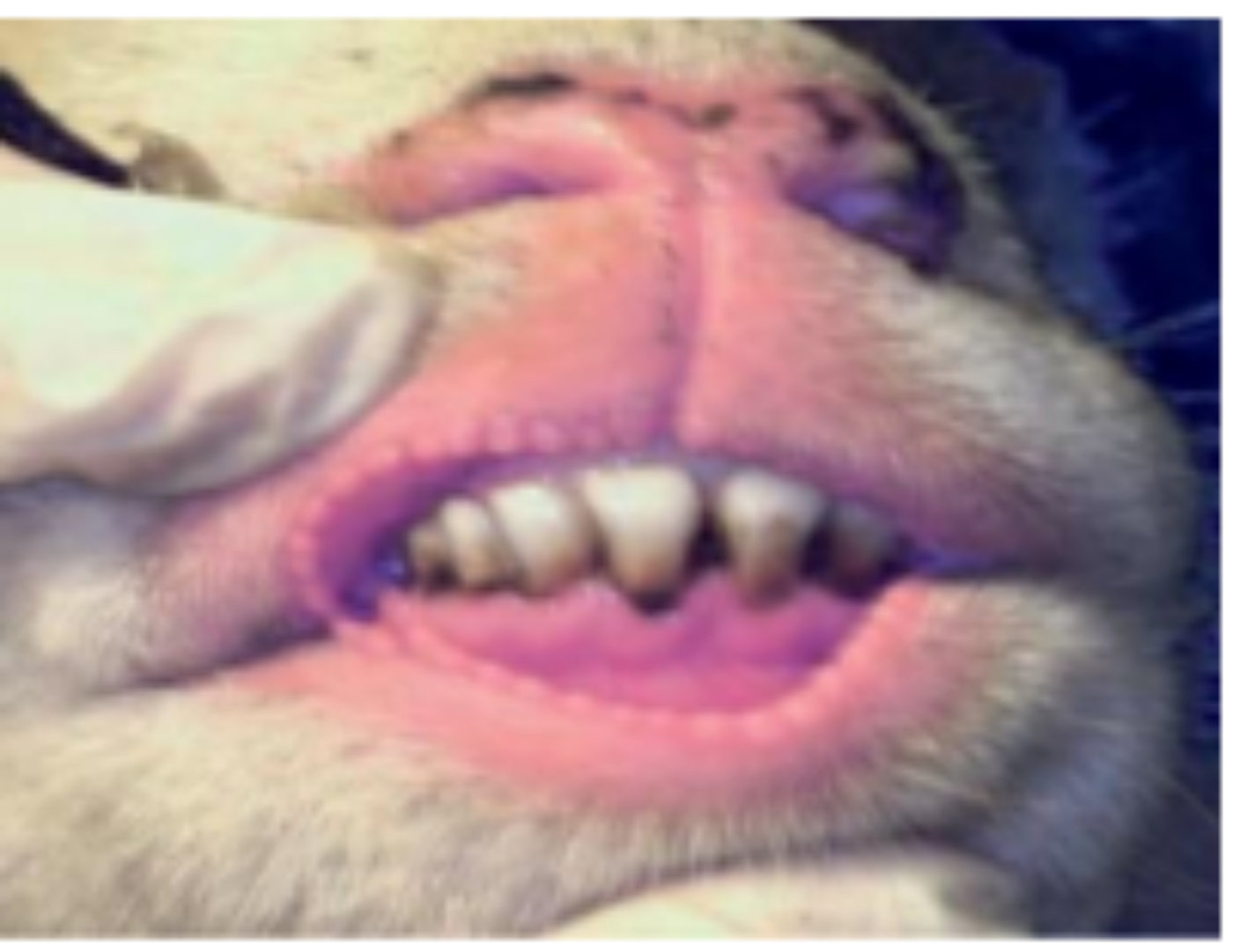 Blauzunge Symptome beim Schaf