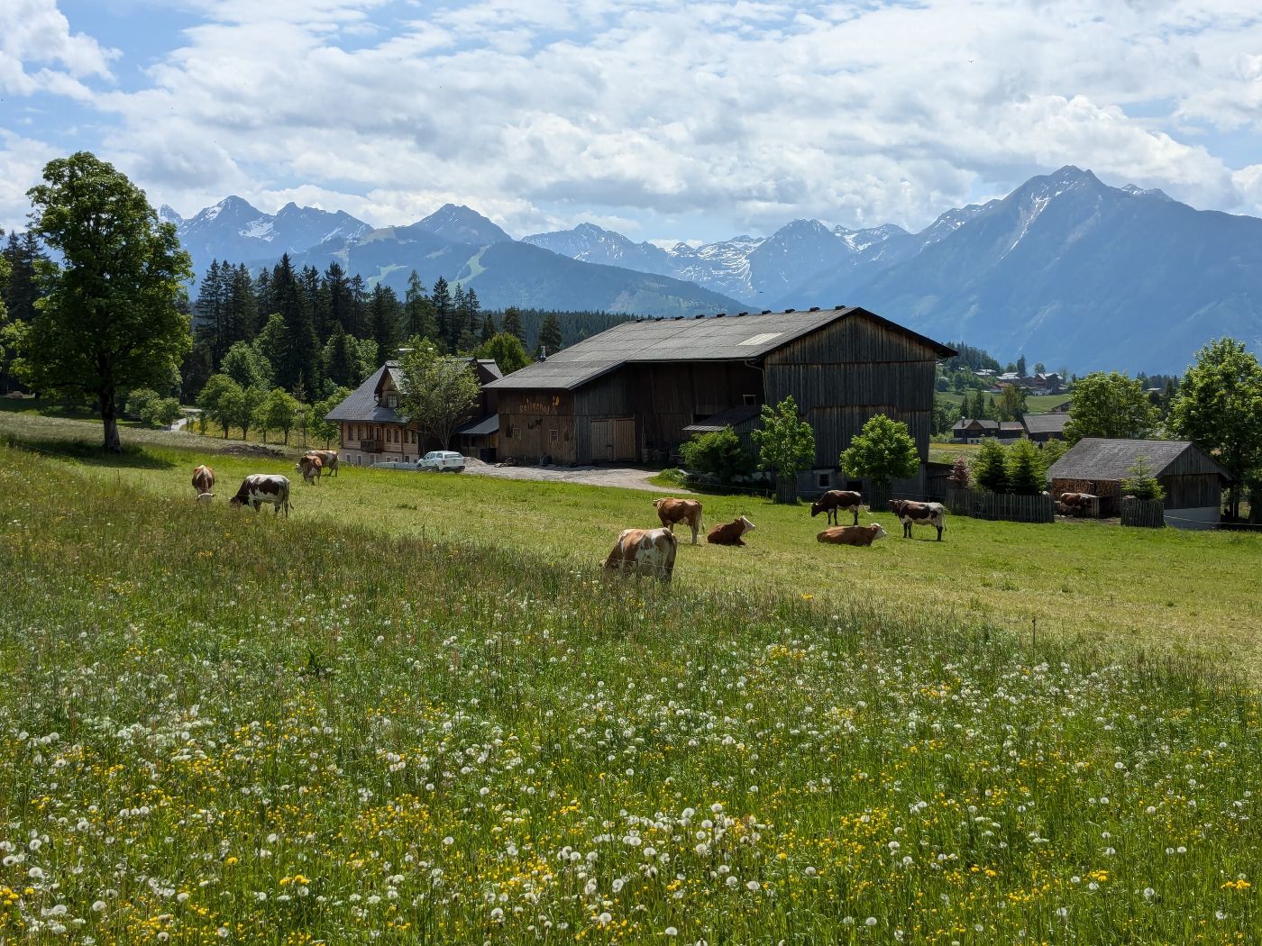 Rinder mit Landschaft Ramsau