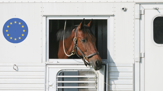 Kachelfoto - Pferd IGH