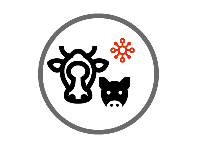 Virus Wdk und Schwein