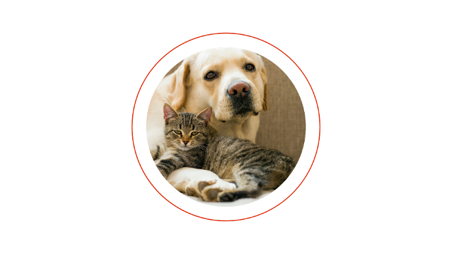 Tierschutz - Hunde und Katzen