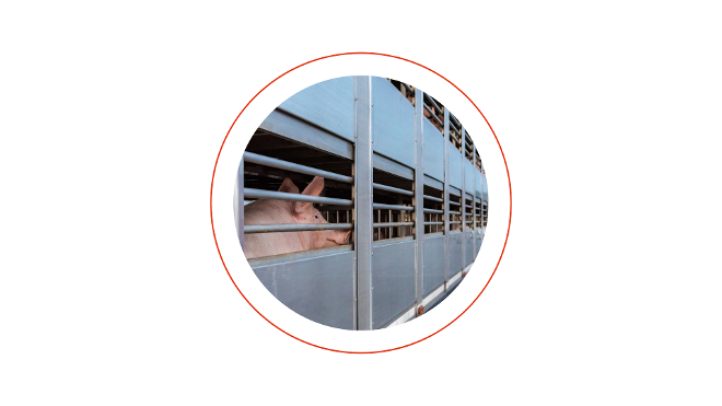 Tierschutz - Tierschutz beim Transport