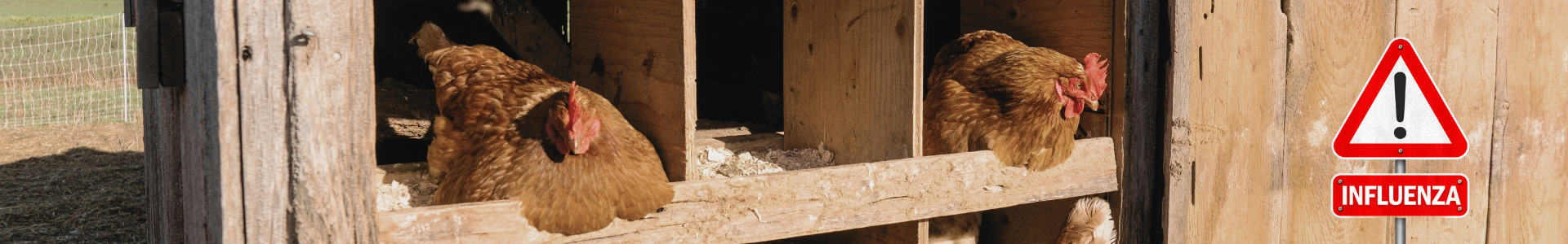 Banner - HPAI Notfallplan