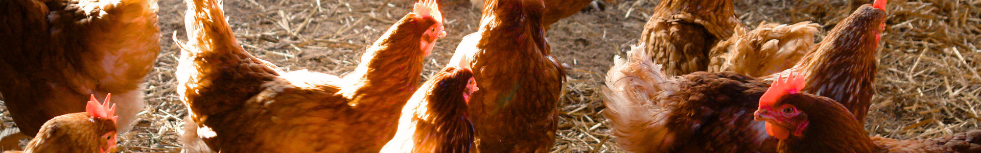 Kopie von Banner - Wiederbelegung