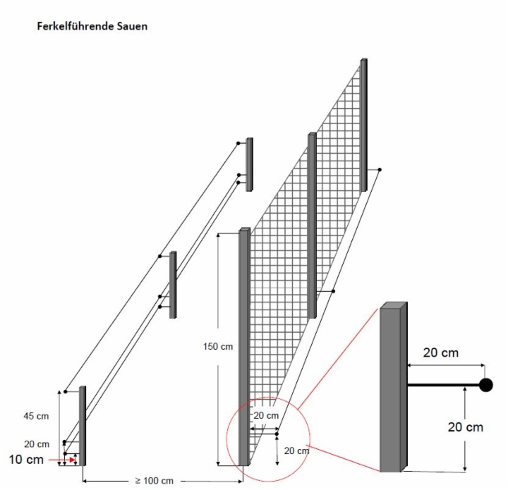ferkelführende Sauen