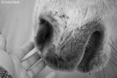 Hand und Pferdemaul